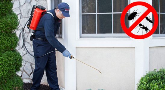 Dedebaşı Bit İlaçlama böcek ilaçlama ve haşere kontrolü — ilaclama-tr.com